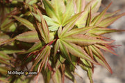 - Acer palmatum 'Koi' Dwarf Japanese Maple - Mr Maple │ Buy Japanese Maple Trees
