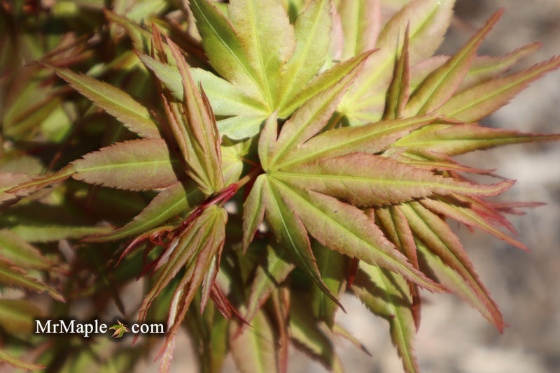 - Acer palmatum 'Koi' Dwarf Japanese Maple - Mr Maple │ Buy Japanese Maple Trees