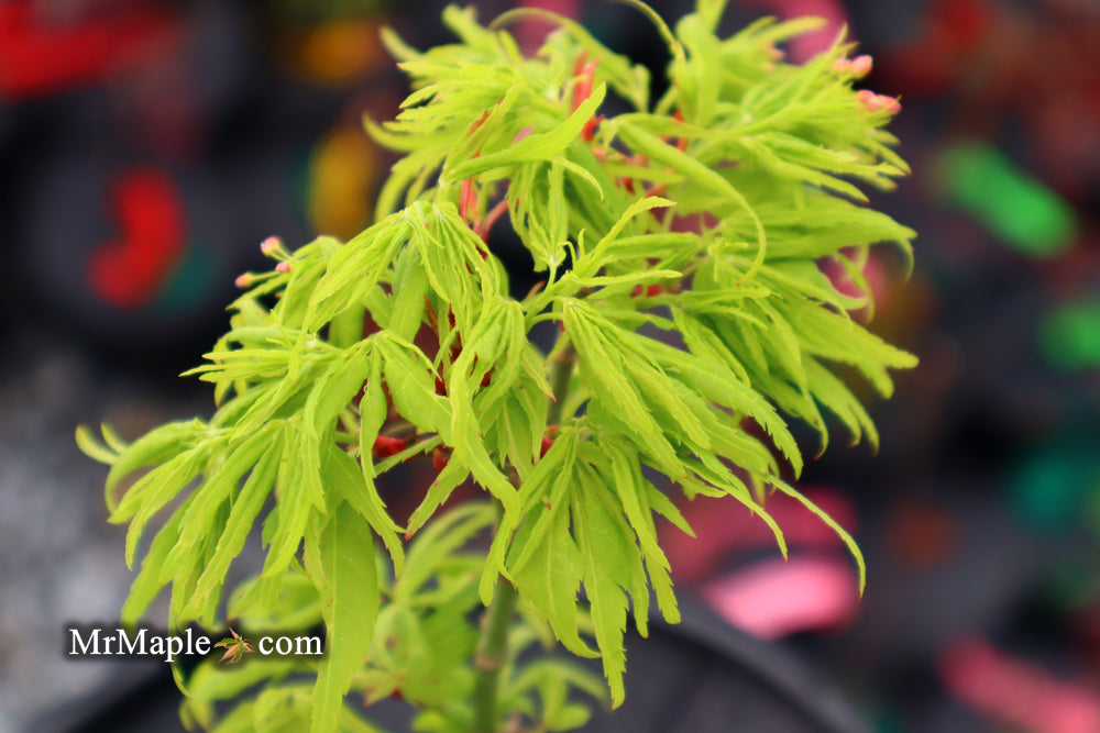 Acer palmatum 'Catalina yatsubusa' Dwarf Japanese Maple