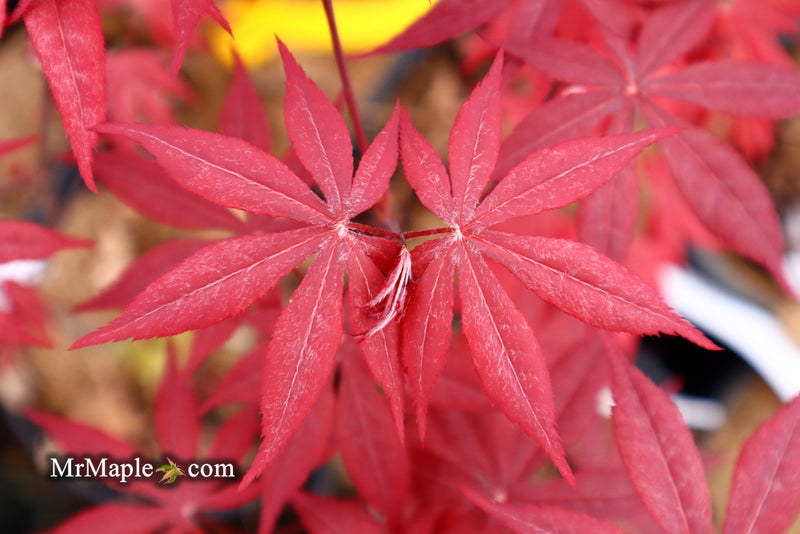- Acer palmatum 'Emperor 1' Japanese Maple Tree - Mr Maple │ Buy Japanese Maple Trees