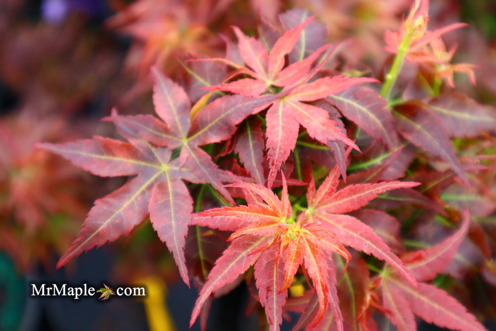 Buy Acer palmatum 'Kurenai jishi' Red Lion Japanese Maple — Mr