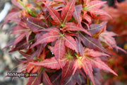 - Acer palmatum 'Kurenai jishi' Red Lion Japanese Maple - Mr Maple │ Buy Japanese Maple Trees