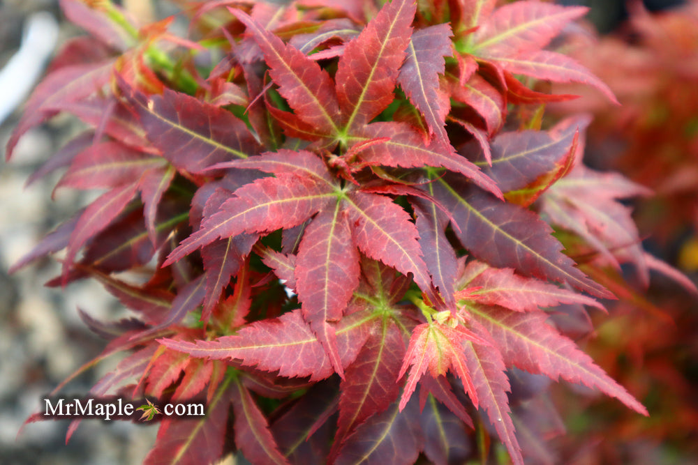 FOR PICKUP ONLY | Acer palmatum 'Kurenai jishi' Red Lion Japanese Maple | DOES NOT SHIP