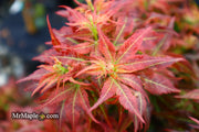 - Acer palmatum 'Kurenai jishi' Red Lion Japanese Maple - Mr Maple │ Buy Japanese Maple Trees