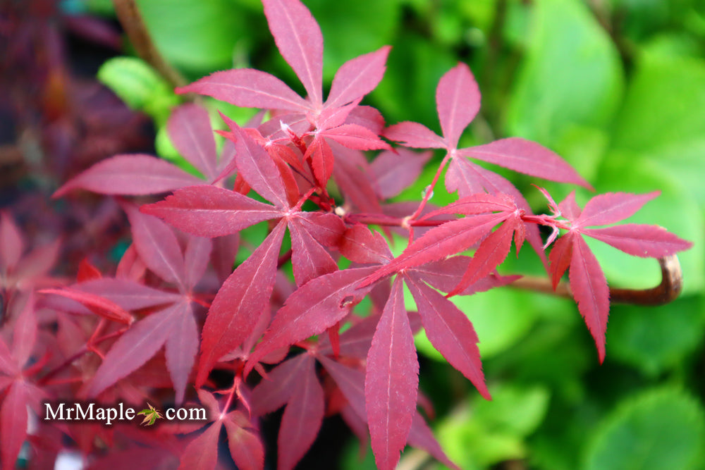 FOR PICKUP ONLY | Acer palmatum 'Hime shojo' Dwarf Red Japanese Maple | DOES NOT SHIP
