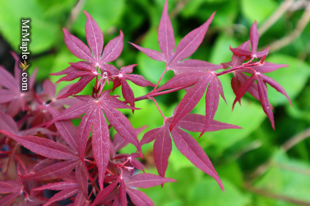 FOR PICKUP ONLY | Acer palmatum 'Hime shojo' Dwarf Red Japanese Maple | DOES NOT SHIP