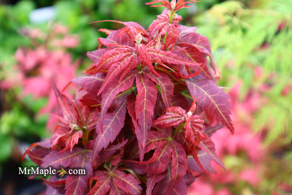 FOR PICKUP ONLY | Acer palmatum 'Kurenai jishi' Red Lion Japanese Maple | DOES NOT SHIP