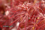 - Acer palmatum 'Red Dragon' Dwarf Japanese Maple - Mr Maple │ Buy Japanese Maple Trees