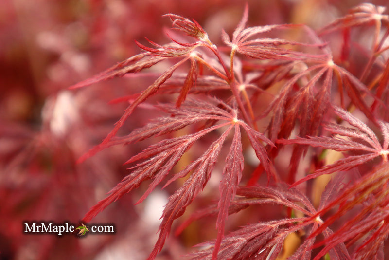 - Acer palmatum 'Red Dragon' Dwarf Japanese Maple - Mr Maple │ Buy Japanese Maple Trees