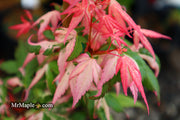 - Acer palmatum 'Ilarian' Japanese Maple - Mr Maple │ Buy Japanese Maple Trees