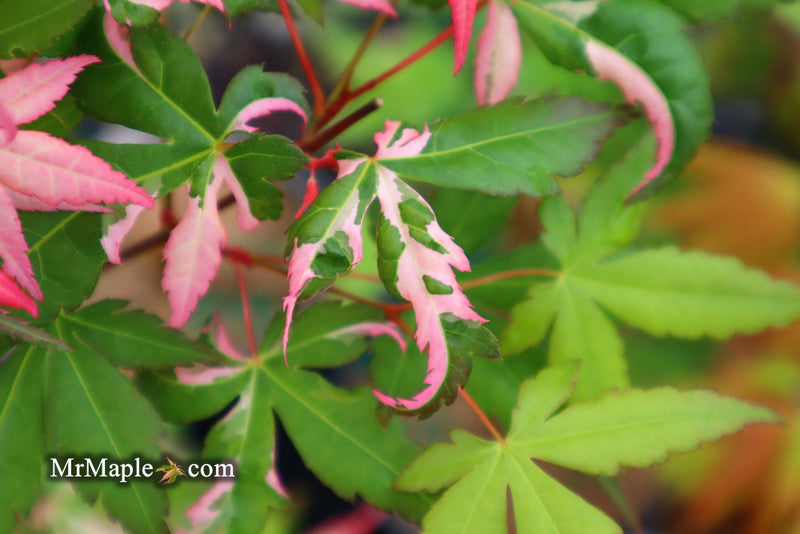 - Acer palmatum 'Ilarian' Japanese Maple - Mr Maple │ Buy Japanese Maple Trees