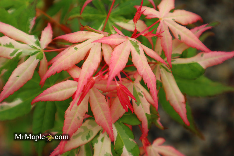 - Acer palmatum 'Ilarian' Japanese Maple - Mr Maple │ Buy Japanese Maple Trees