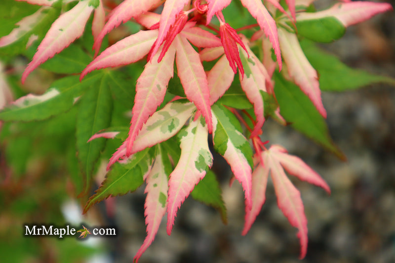 - Acer palmatum 'Ilarian' Japanese Maple - Mr Maple │ Buy Japanese Maple Trees