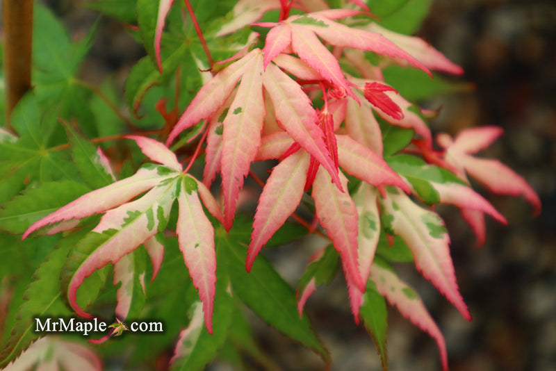 - Acer palmatum 'Ilarian' Japanese Maple - Mr Maple │ Buy Japanese Maple Trees