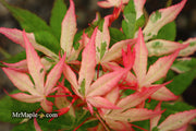 - Acer palmatum 'Ilarian' Japanese Maple - Mr Maple │ Buy Japanese Maple Trees