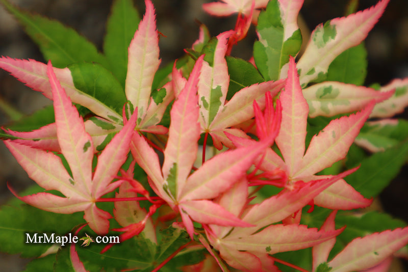- Acer palmatum 'Ilarian' Japanese Maple - Mr Maple │ Buy Japanese Maple Trees