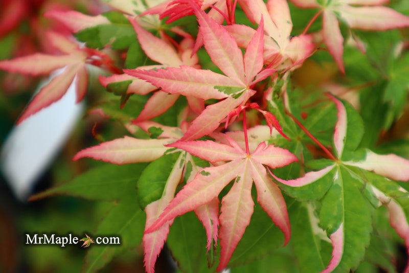 - Acer palmatum 'Ilarian' Japanese Maple - Mr Maple │ Buy Japanese Maple Trees
