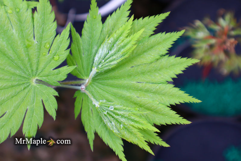 - Acer japonicum 'Vitifolium' Large Leaf Full Moon Japanese Maple - Mr Maple │ Buy Japanese Maple Trees