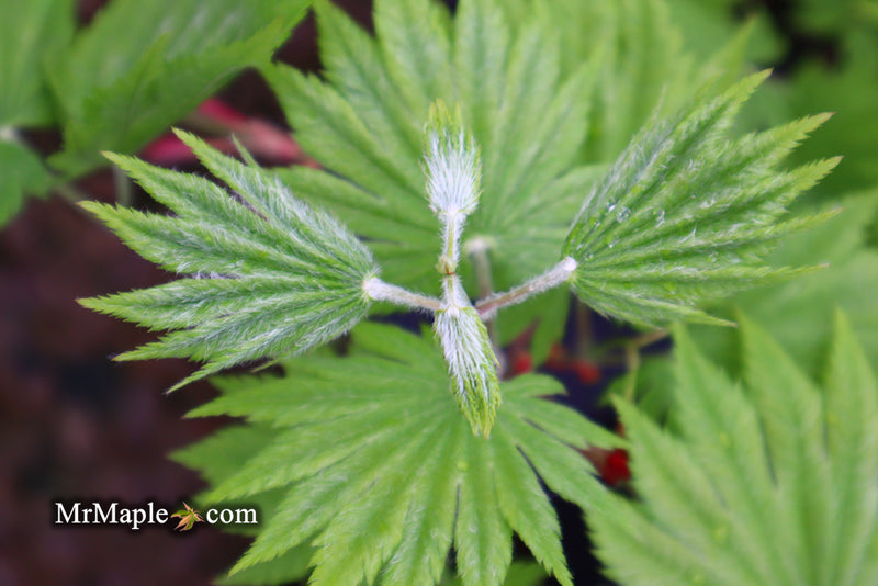 - Acer japonicum 'Vitifolium' Large Leaf Full Moon Japanese Maple - Mr Maple │ Buy Japanese Maple Trees