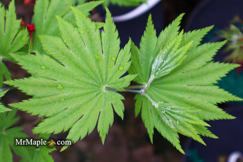 - Acer japonicum 'Vitifolium' Large Leaf Full Moon Japanese Maple - Mr Maple │ Buy Japanese Maple Trees