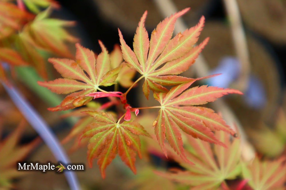 Acer palmatum 'Orange Flame' Great Fall Color Japanese Maple