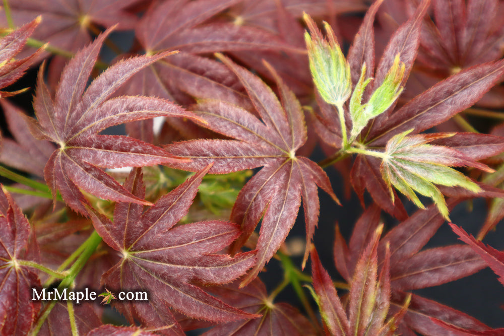 Acer palmatum 'She katy' Japanese Maple