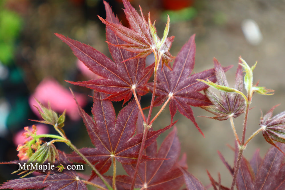 Acer palmatum 'She katy' Japanese Maple