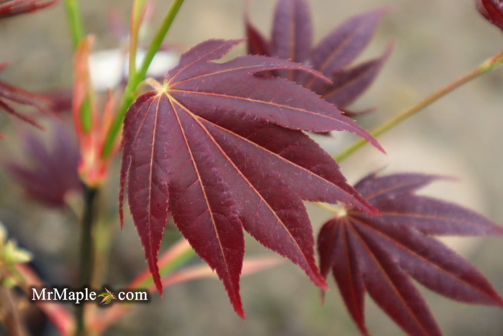 Acer palmatum 'Yubae' Red Japanese Maple