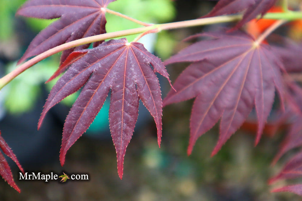 Acer palmatum 'Yubae' Red Japanese Maple