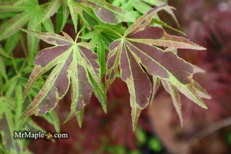 - Acer palmatum 'Manyo no sato' Japanese Maple - Mr Maple │ Buy Japanese Maple Trees