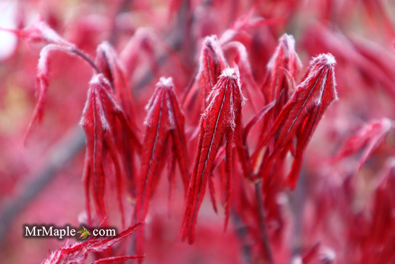 - Acer palmatum 'Waveleaf' Japanese Maple - Mr Maple │ Buy Japanese Maple Trees