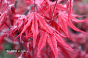 - Acer palmatum 'Waveleaf' Japanese Maple - Mr Maple │ Buy Japanese Maple Trees