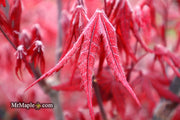 - Acer palmatum 'Waveleaf' Japanese Maple - Mr Maple │ Buy Japanese Maple Trees