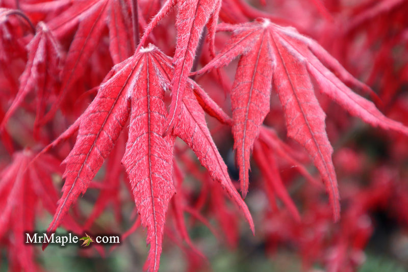 - Acer palmatum 'Waveleaf' Japanese Maple - Mr Maple │ Buy Japanese Maple Trees