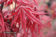 - Acer palmatum 'Waveleaf' Japanese Maple - Mr Maple │ Buy Japanese Maple Trees
