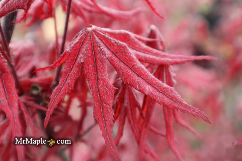 - Acer palmatum 'Waveleaf' Japanese Maple - Mr Maple │ Buy Japanese Maple Trees
