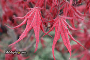 - Acer palmatum 'Waveleaf' Japanese Maple - Mr Maple │ Buy Japanese Maple Trees