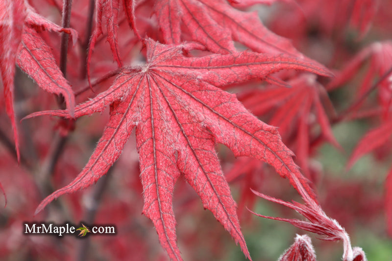 - Acer palmatum 'Waveleaf' Japanese Maple - Mr Maple │ Buy Japanese Maple Trees