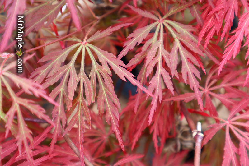 - FOR PICK UP ONLY | Acer palmatum 'Orangeola' Japanese Maple | DOES NOT SHIP - Mr Maple │ Buy Japanese Maple Trees