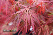- FOR PICK UP ONLY | Acer palmatum 'Orangeola' Japanese Maple | DOES NOT SHIP - Mr Maple │ Buy Japanese Maple Trees