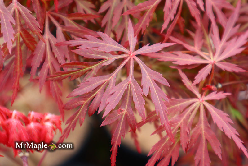 - FOR PICK UP ONLY | Acer palmatum 'Orangeola' Japanese Maple | DOES NOT SHIP - Mr Maple │ Buy Japanese Maple Trees