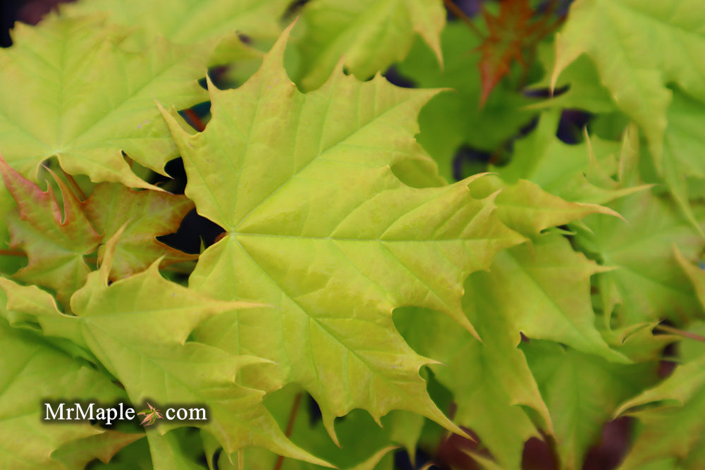 Acer platanoides 'Golden Globe' Golden Norway Maple