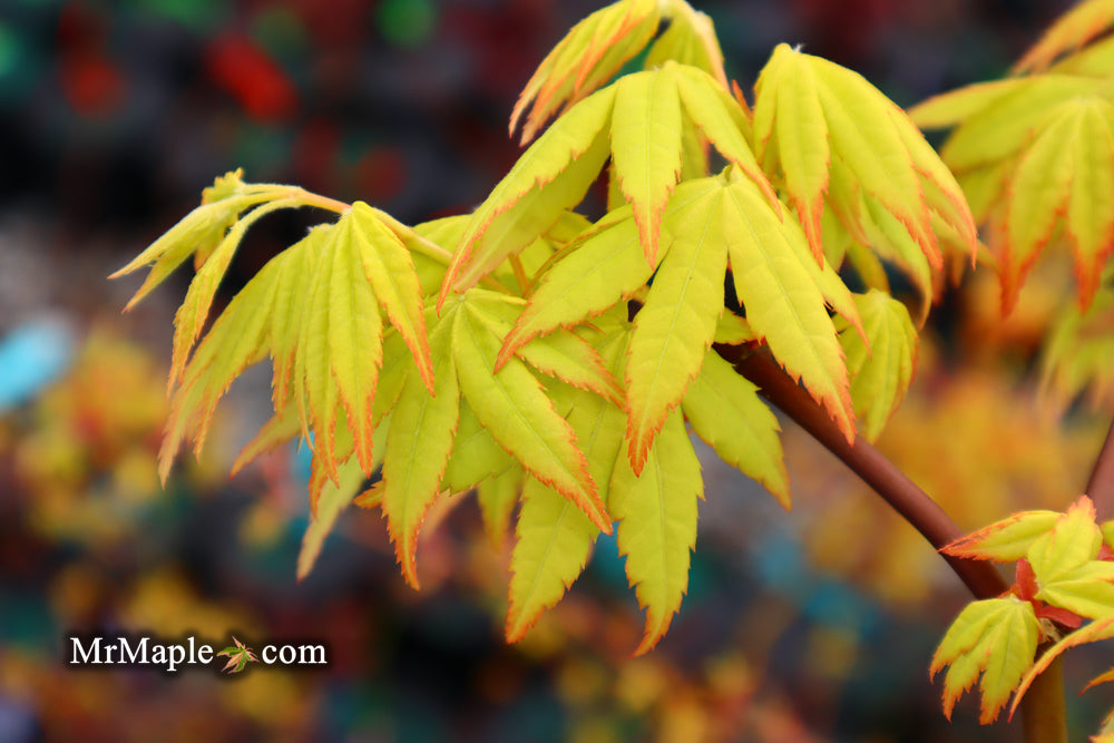 Acer palmatum 'Yellow Cascade' Weeping Golden Japanese Maple