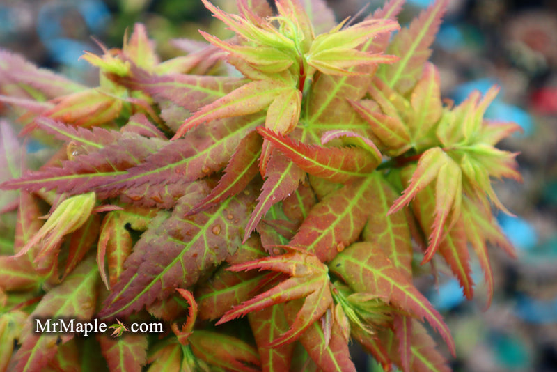 - Acer palmatum 'Japanese Princess' Dwarf Japanese Maple - Mr Maple │ Buy Japanese Maple Trees