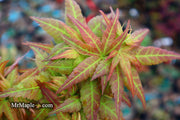 - Acer palmatum 'Japanese Princess' Dwarf Japanese Maple - Mr Maple │ Buy Japanese Maple Trees