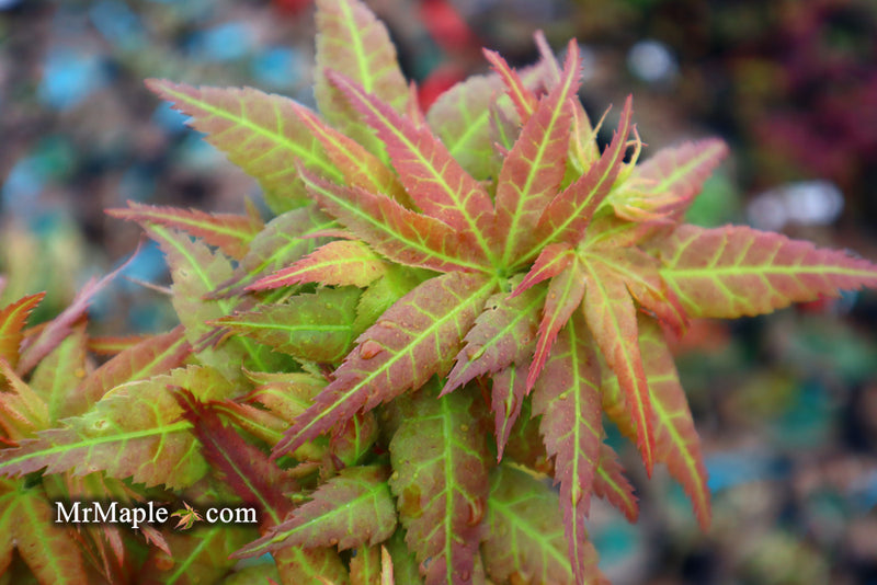 - Acer palmatum 'Japanese Princess' Dwarf Japanese Maple - Mr Maple │ Buy Japanese Maple Trees