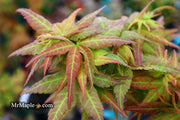- Acer palmatum 'Japanese Princess' Dwarf Japanese Maple - Mr Maple │ Buy Japanese Maple Trees