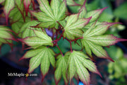 - Acer palmatum 'Firefly' Japanese Maple - Mr Maple │ Buy Japanese Maple Trees