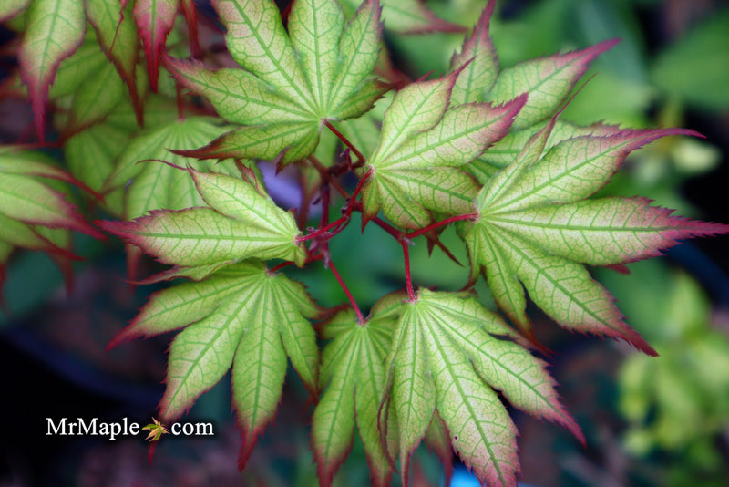 - Acer palmatum 'Firefly' Japanese Maple - Mr Maple │ Buy Japanese Maple Trees