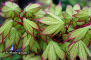 - Acer palmatum 'Firefly' Japanese Maple - Mr Maple │ Buy Japanese Maple Trees